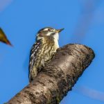 ソフト闇金_簡単審査