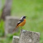 ソフト闇金_融資_当日